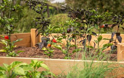 créer un potager surélevé : guide pratique pour débutants