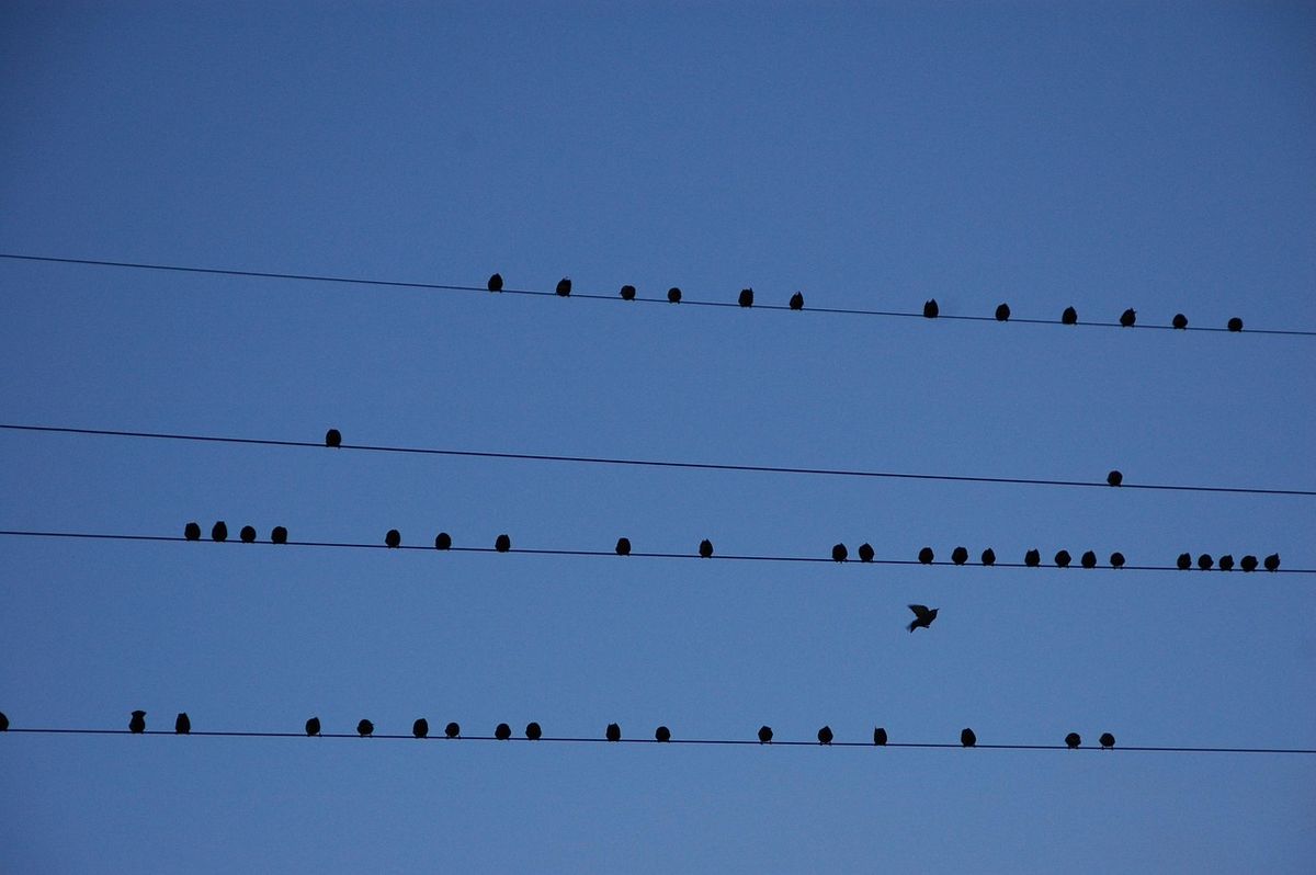 comment monter une cloison en placo facilement et rapidement