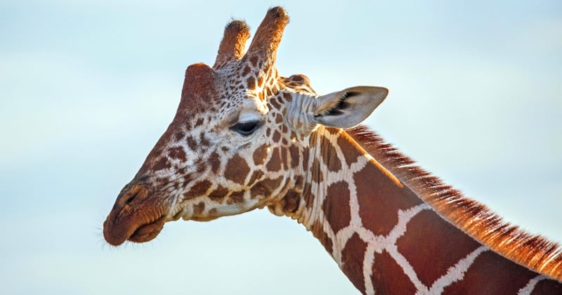 Ponceuse girafe : le guide ultime pour un mur parfaitement lisse