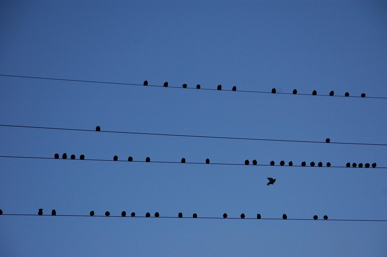 installation de cloisons s&egrave;ches : professionnalisme et qualit&eacute; pour vos projets d'am&eacute;nagement int&eacute;rieur. d&eacute;couvrez nos solutions sur mesure et rapides.